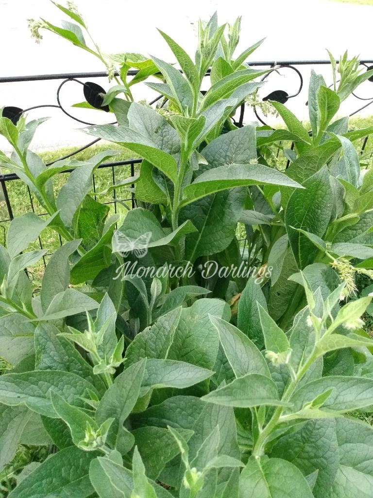 True Comfrey Seeds, 10 Fresh Seeds. Symphytum officinale Heirloom NON-GMO  Comfrey