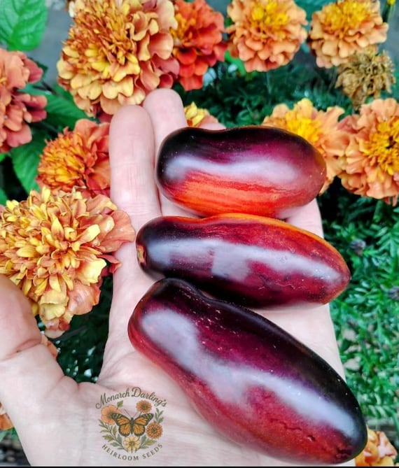 RARE Pink Panther Antho Tomato Seeds – Stunning Dark Garden Variety- 10 seeds