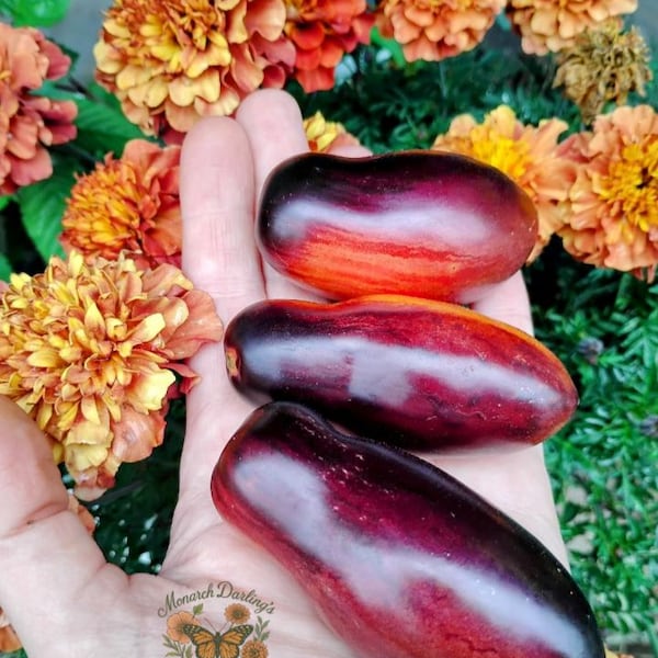 RARE Pink Panther Antho Tomato Seeds – Stunning Dark Garden Variety- 10 seeds