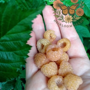 RARE Golden Raspberry / Fall Gold raspberry seeds - 10 Seeds. Heirloom, Organic Non-GMO seeds for planting.