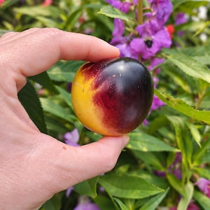 May include: A round, smooth-skinned fruit with a gradient of colors transitioning from a bright yellow base to a deep red and dark purple top. The fruit is held between fingers, showcasing its spherical shape and glossy, multi-colored surface.