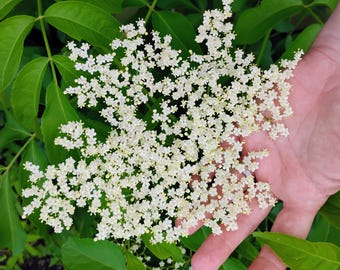 May include: A cluster of small, white elderberry flowers with five petals each, arranged in a flat-topped, lace-like inflorescence. The delicate blossoms feature tiny yellow centers and are surrounded by vibrant, serrated green leaves.
