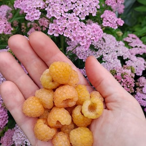 May include: A cluster of fresh golden yellow raspberries held in a palm, with small, delicate pink yarrow flowers blooming in the background. The raspberries are round, textured, and vibrant, contrasting with the soft pink floral clusters.