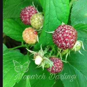 May include: A cluster of raspberries in various stages of ripeness, ranging from pale yellow to deep red, nestled among vibrant green leaves. A white butterfly icon and the text Monarch Darlings are overlaid on the lower left section.