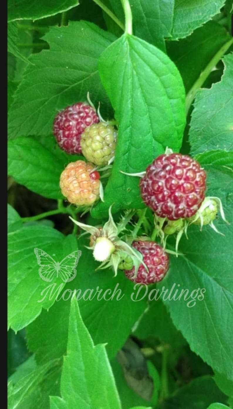 Red Raspberry Seeds - 30 Seeds. the Native American Red Raspberry ...