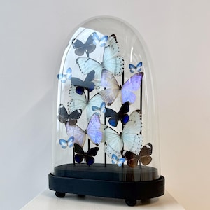 Cúpula de mariposa iridiscente – Exhibidor antiguo del siglo XIX (38 cm)