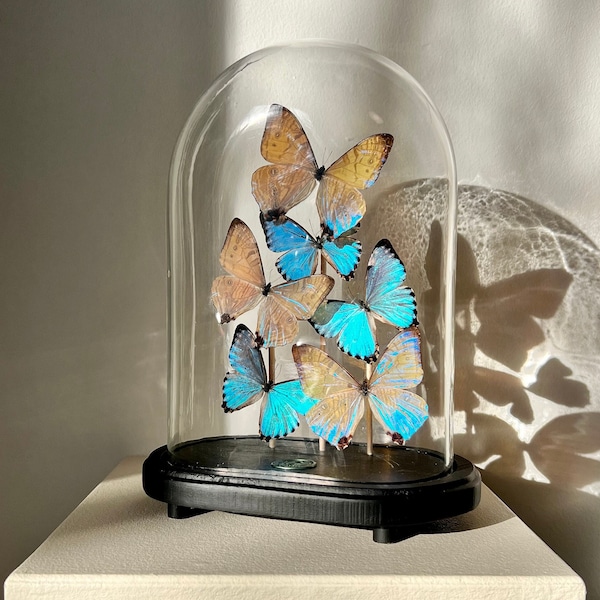 More Than Meets The Eye - Morpho Sulkowskyi & Morpho Portis - One of a Kind Antique Butterfly Dome - Ethical Entomology UK