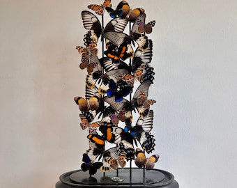 Detailed Giants - Neutral butterflies with colourful accents - One of a Kind Dome - ethical entomology UK