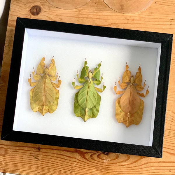 Three in a Row - Large Frame with differently coloured variations of female Gray’s Leaf Insect  - ethical entomology UK