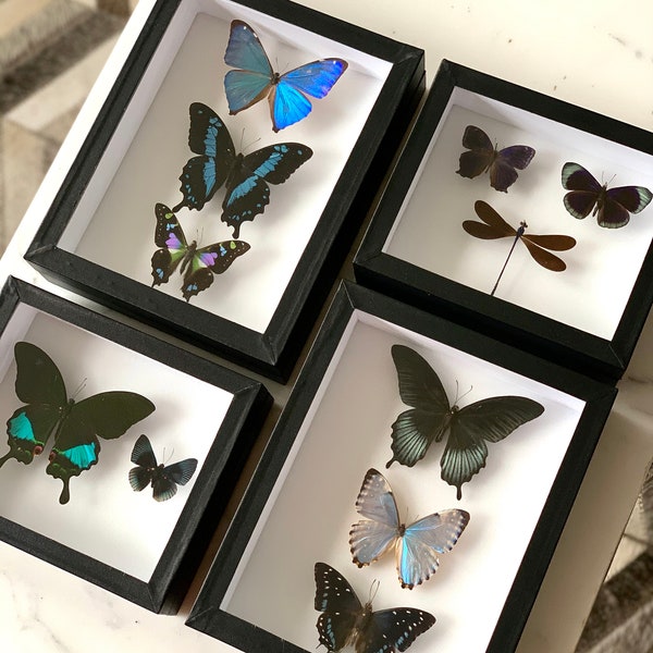 Sapphire Assembly of Frames - bright greens & blues - ethical entomology UK