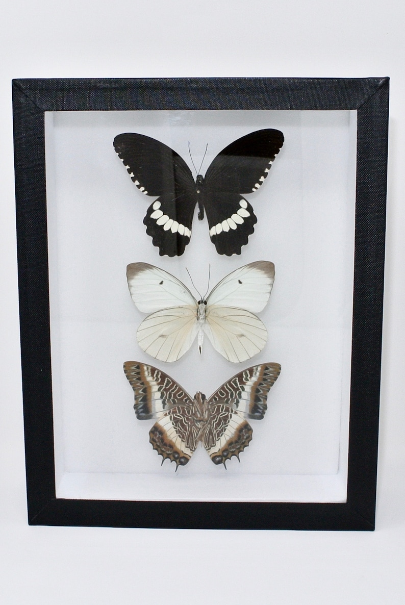 Black & White Assembly of Frames ethical entomology UK | Etsy