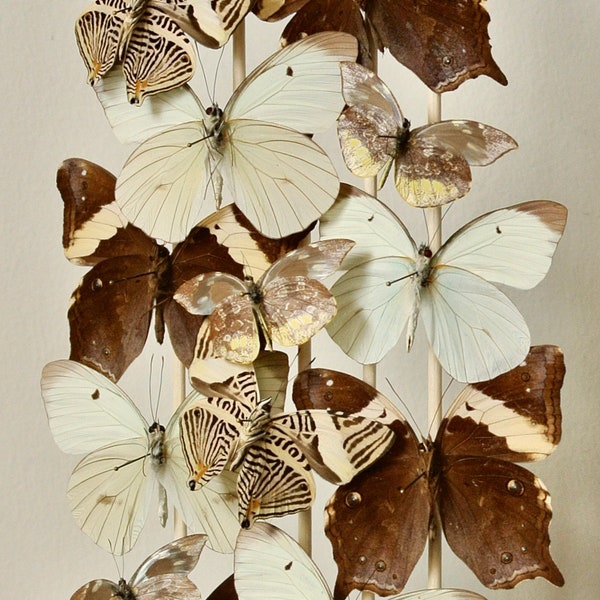 Disguised Mimics - Neutral and Contrasting Coloured Butterflies - One of a Kind Antique Butterfly Dome - Ethical Entomology UK