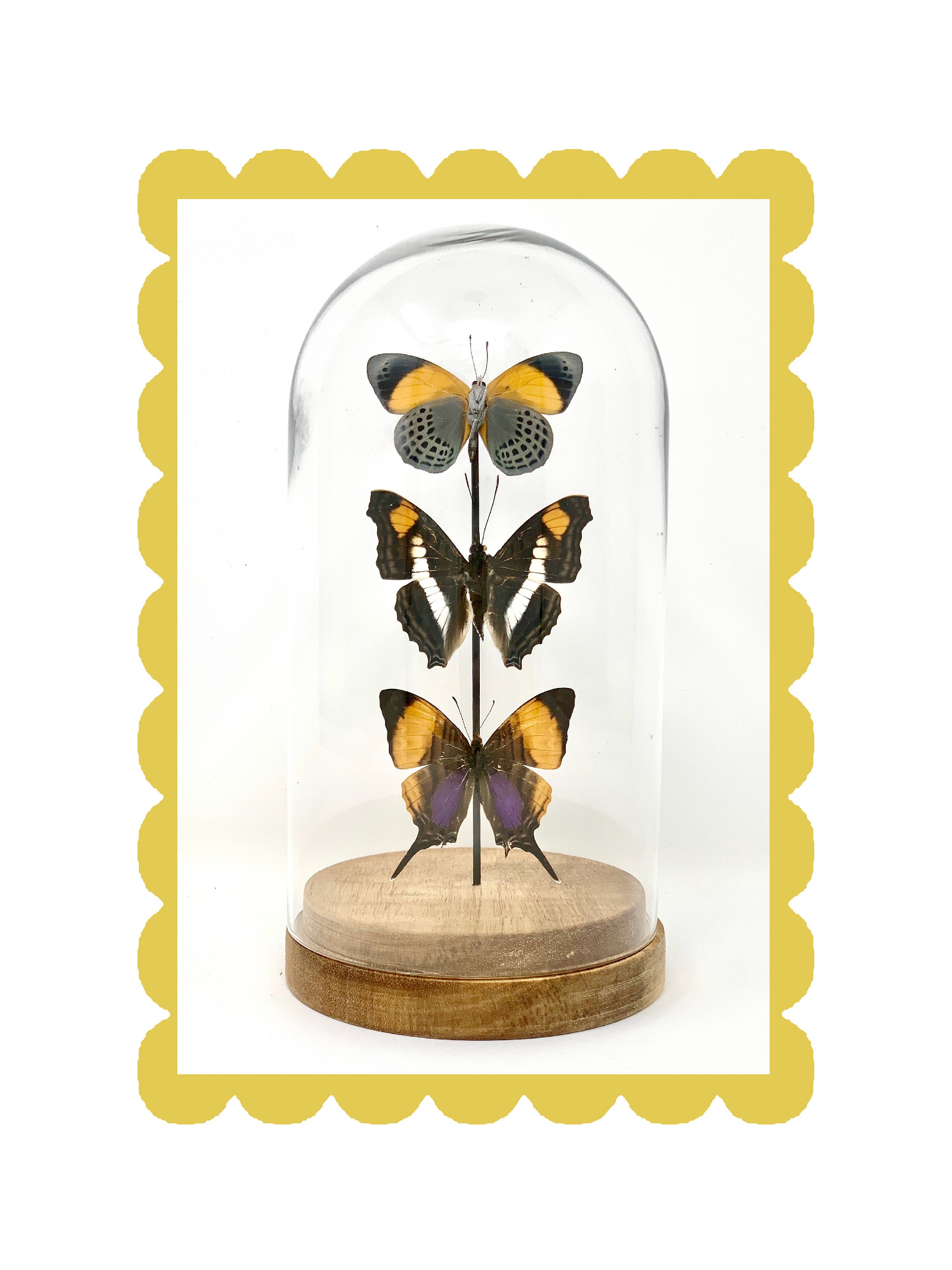 Sun Solis - Small Dome 0007 Entomologie Éthique France