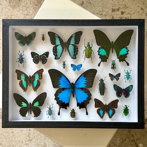 Verdi Metallici - Diverse Farfalle e Coleotteri Blu e Verdi - Collezione di Insetti Unica nel Suo Genere - Entomologia Etica UK