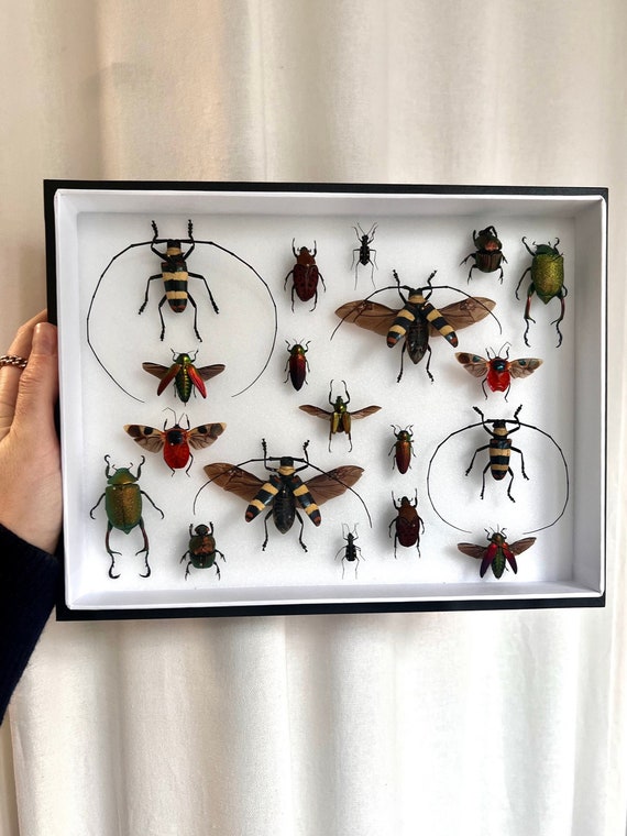 Bug Display Frame