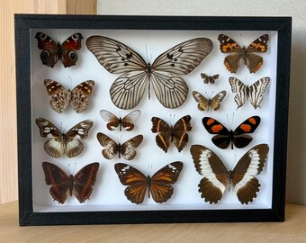 Earth & Ember - Collection Frame – Entomology Display - One of a Kind Butterfly Artwork - Neutrals