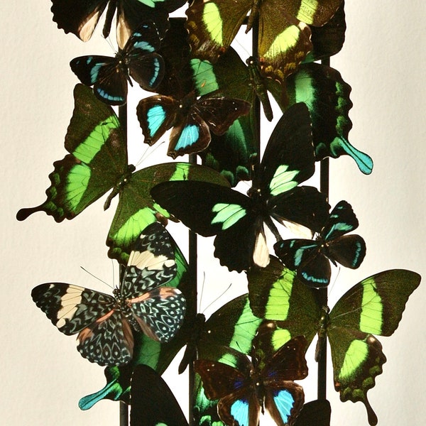 Cuentos de la jungla - Mariposas verdes y azules brillantes - Cúpula de mariposa antigua única en su tipo - Entomología ética Reino Unido