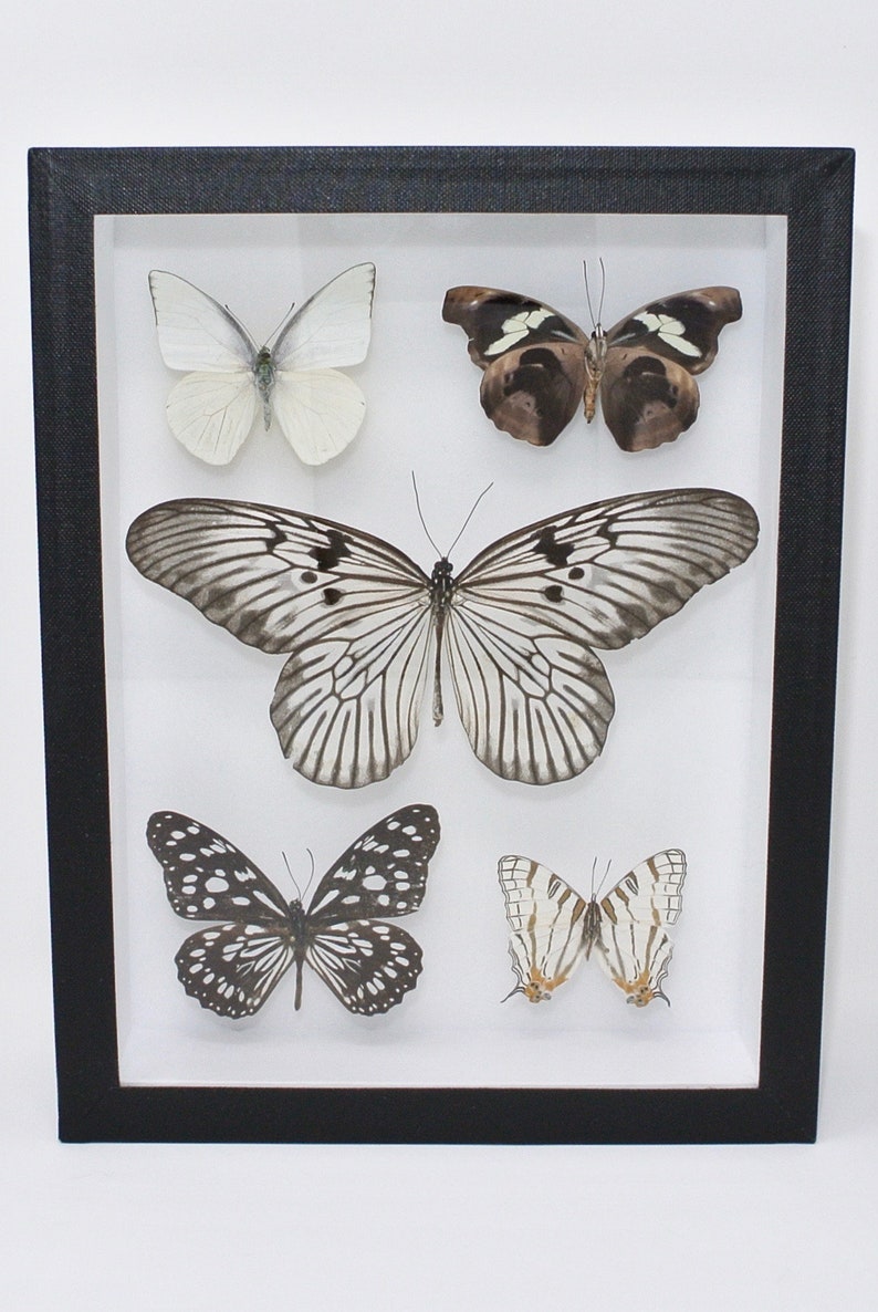 Black & White Assembly of Frames ethical entomology UK | Etsy