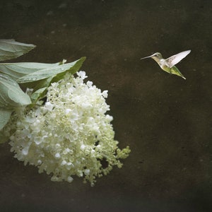 Hummingbird and White Flower