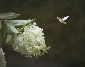 Hummingbird and White Flower