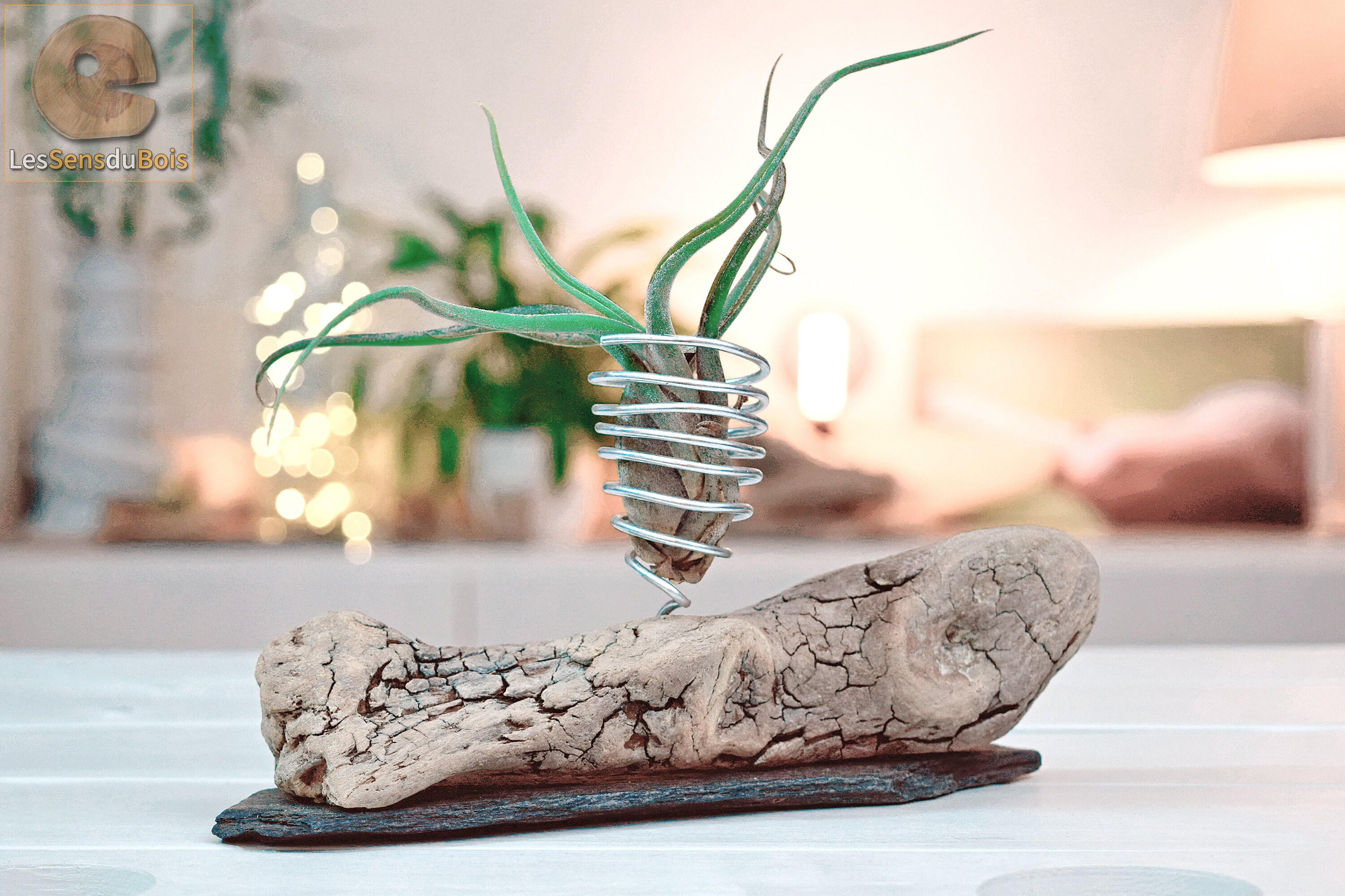 Support Déco en Bois Flotté avec Tillandsia