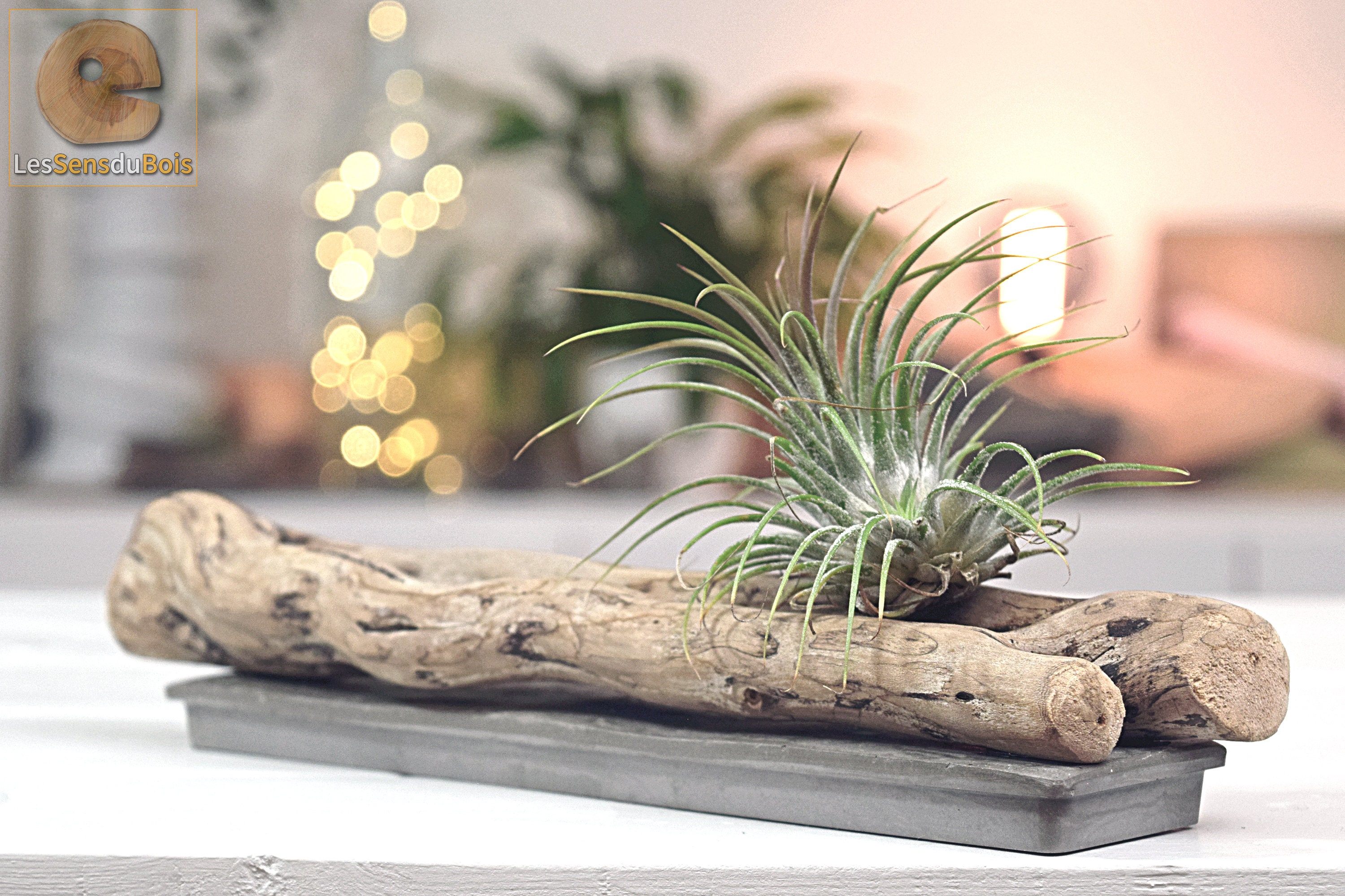 Support Déco Tillandsia