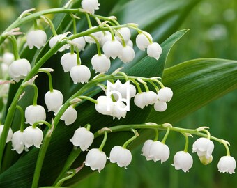 Lily of the Valley Professional Grade Fragrance Oil
