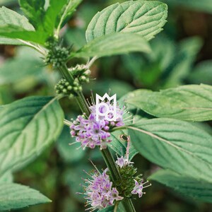 K&ouml;nnte beinhalten: Nahaufnahme einer gr&uuml;nen Minzepflanze mit lila Bl&uuml;ten. Die Pflanze hat ein zartes, frisches Aussehen.