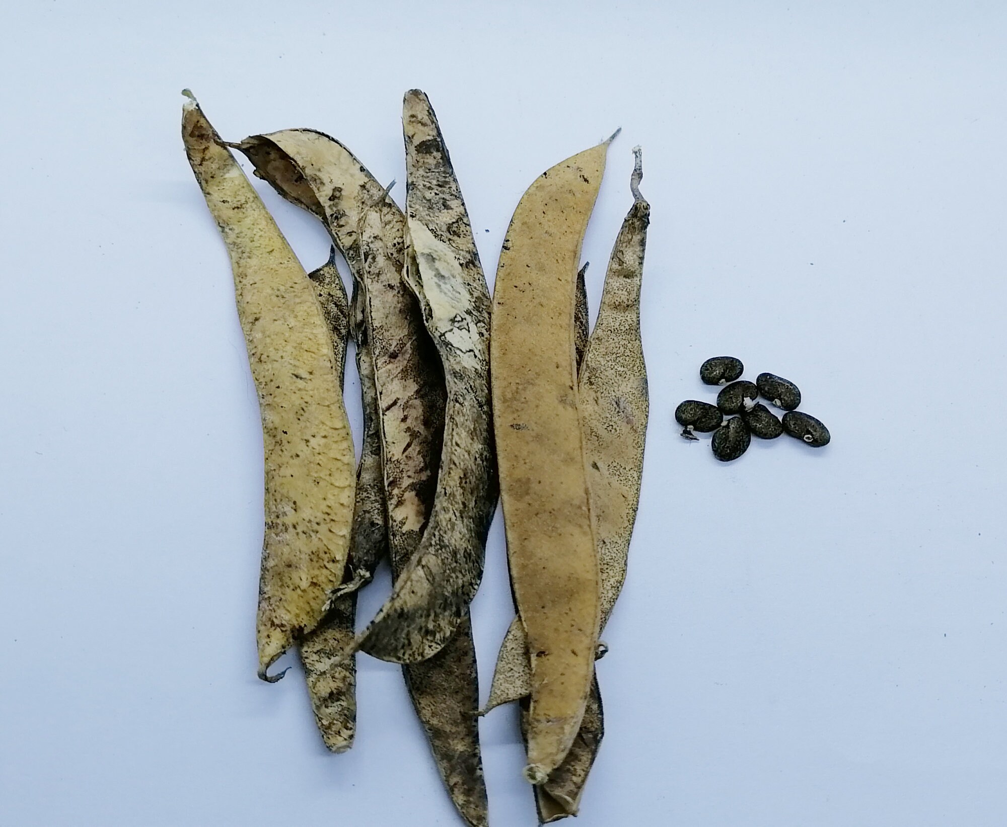 Single Layer Butterfly Pea Flower Seeds, Blue Pea, Clitoria Ternatea