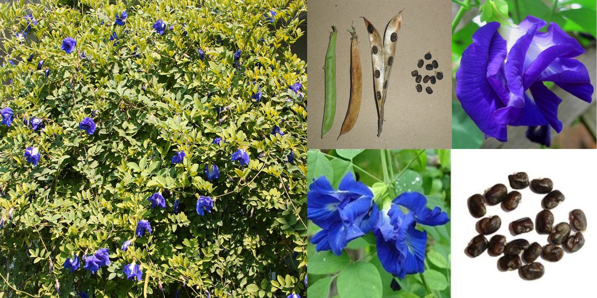 Blue Pea Flower Seeds