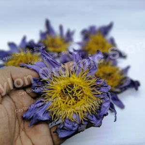 Homemade Natural Dried Blue Lotus Flowers | Nymphaea Caerulea