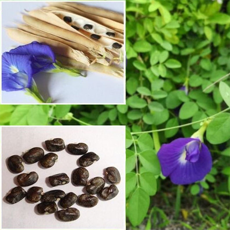 Great Description About Blue Pea Flower Seeds