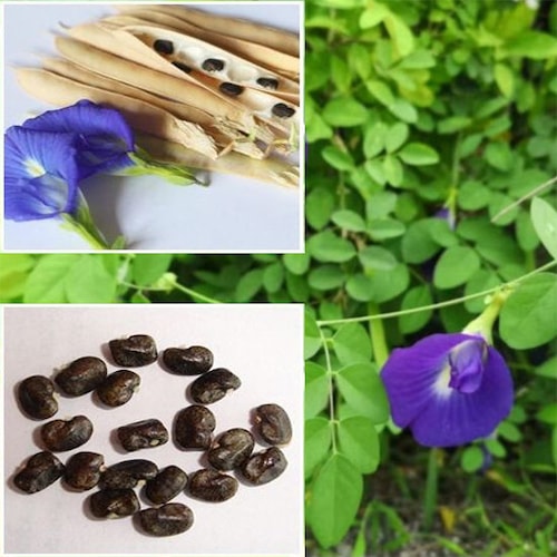 Single Layer Butterfly Pea Flower Seeds Blue Pea Clitoria Etsy