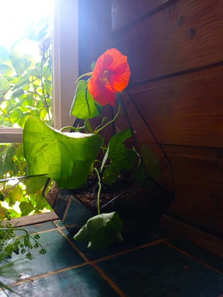 Goutte de Verre - Terrarium Géométrique, Planteur Succulent, Fait à La Main, Orchidée, Récipient Ter