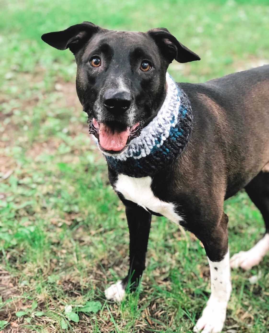 dog cowl knit pattern
