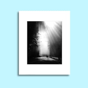 Redwood Forest Photo (various scenes)