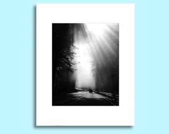 Redwood Forest Photo (various scenes)