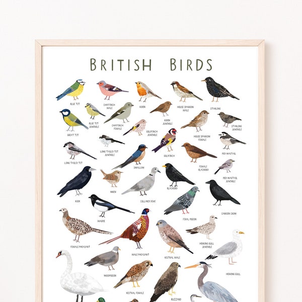 British Birds wall art -  Bird wall art -