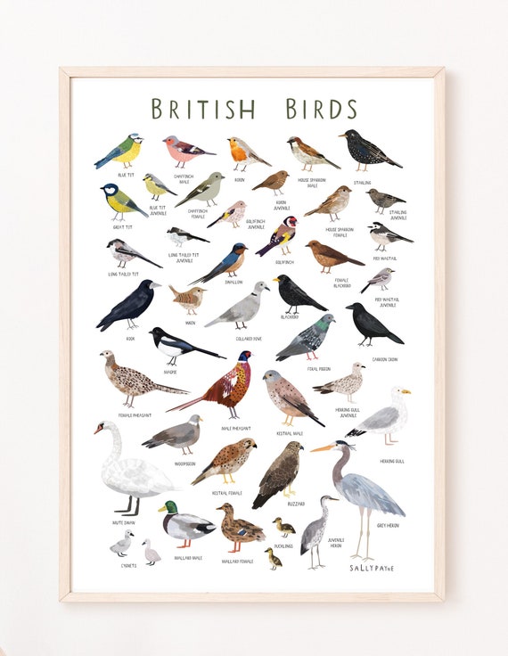 British birds wall art