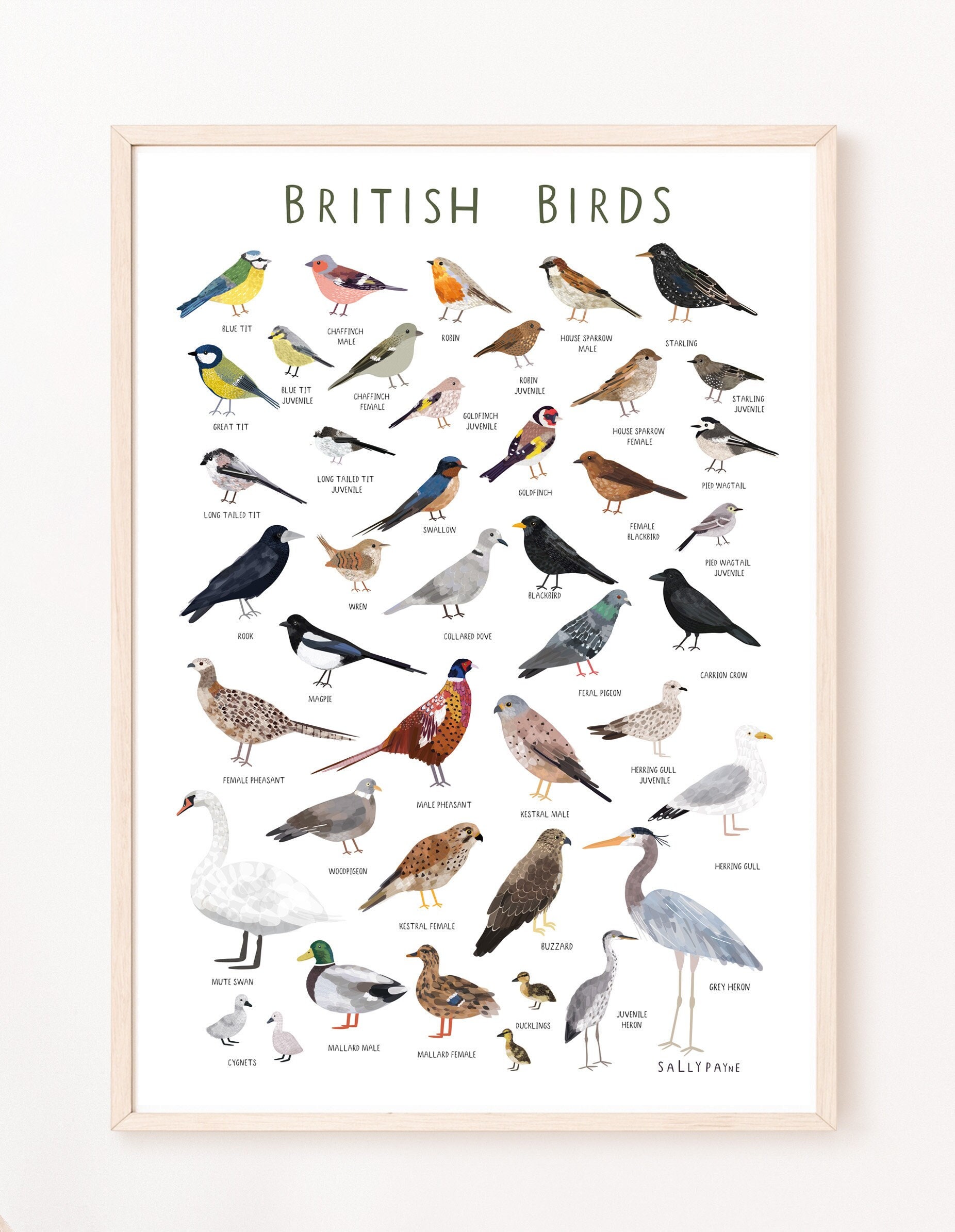 British Birds Wall Art - Bird Wall Art - - Etsy