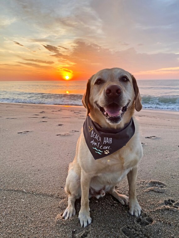 Beach dog bandana Clearance