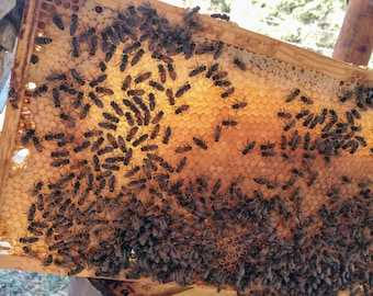 Raw Honey, Unfiltered, Local Apiary