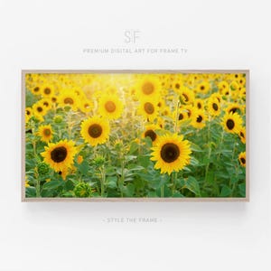 May include: A field of bright yellow sunflowers in full bloom, bathed in the warm glow of the setting sun. The sunflowers are arranged in rows, with their faces turned towards the light. The green leaves of the plants are visible in the foreground.