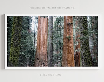 Redwood Forest Bilderrahmen TV Kunst: Naturfotografie (Digitaler Download)