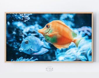 AQUA2024年　シャープ2024年セットrainbowcolor様枠 il_340x270.3863205661_dzwg.jpg
