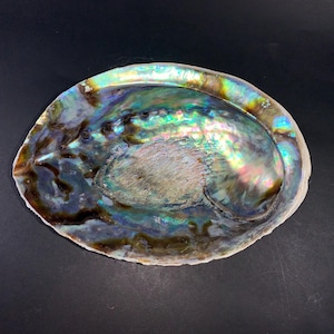5” Natural Abalone Shell – Polished Seashell for Smudging, Décor, Crafts