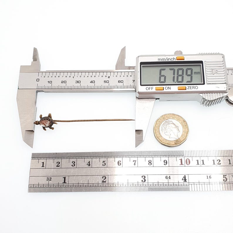 May include: A vintage turtle-shaped pin with a long, slender, bronze-colored pin. The turtle has a textured shell and is positioned near a ruler and a digital caliper displaying 67.89 mm. A coin is also present.
