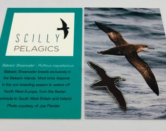 May include: A black and white pin of a bird in flight, with the text "SCILLY PELAGICS" and information about the Balearic Shearwater bird on a teal background.