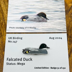 Falcated Duck - No.147 - UK Birding Series