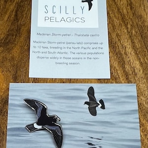 Madeiran Storm-petrel - Scilly Pelagics Series - Enamel Pin Badge